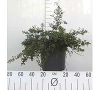 Ceanothus thyrs. 'Repens' - Fleur de vigne en conteneur 40- 50 cm