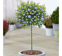 Ceanothus 'Victoria' (Cena), lilas sauvage de Californie, 70-80 cm, arbre ornemental à feuillage persistant idéal pour le jardin, le balcon ou la terrasse.