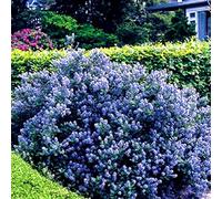 Ceanothus Yankee Point, lilas de Californie, arbuste résistant à fleurs bleues en pot.