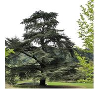Cèdre de l'Atlas, Cedrus atlantica
