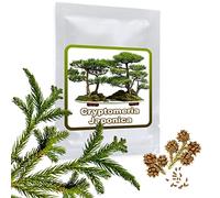 Cèdre du Japon 25 graines - Cryptomeria japonica - Cultivable comme arbre ou bonsaï