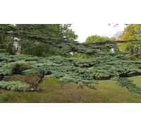 Cedrus libani/Cèdre du Liban/Conteneur de 3 à 4 litres/Conifère