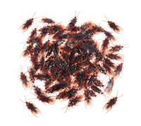 Ceeyoll 40 Pièces Faux Cafards en Plastique,Jouets De Blague, Insectes pour La Journée des Imbéciles,Faux cafards Jouet Effrayant, pour Halloween pour Enfants et Adultes Décoration de fête.