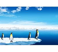 Cekog Peinture par Numéro Adulte avec Pinceaux et Acrylique Bricolage Toile Peintures Kits Paint by Numbers pour Adultes Enfants Débutant pour Décoration Maison sans Cadre 50x65cm Pingouin arctique