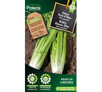 Céleri vert de Elne- Protecta graines paysannes - Env. 2 gr | 202-Protecta
