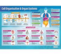 Cell Organization & Organ Systems | Science Posters | Gloss Paper measuring 850mm x 594mm (A1) | Science Charts for the Classroom | Education Charts by Daydream Education