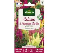 Vilmorin – Graines – Célosie à panache variée