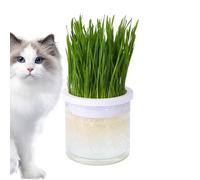 CENRF Pot pour chats d'intérieur | Boîte à gazon hydroponique transparente pour chats - Accessoire parfait pour toutes les occasions de chat
