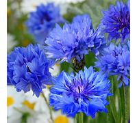 Centaurée cyanus Double Midget - bleuet 300 graines