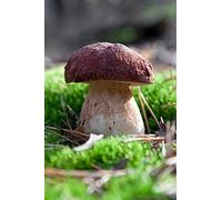 Cèpe des pins Mycelium, champignons de forêt, cultivez vos propres champignons