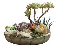 Céramique de Bain d'oiseaux - mangeur de Perroquet Multifonctionnel, récipient d'arrosage de 10 Pouces de Jardin | Decking Balcony Decor Decor Decory Configuration avec attirance d'arrière-Cour,