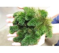 Ceratophyllum Demersum - 1 Bunch - Live Plante pour Aquarium