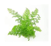 Ceratopteris Thalictroides - 1 Bunch - Live Plante pour aquarium