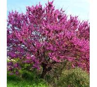 Cercis siliquastrum:arbre de judée 5 l 140-150