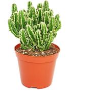 Cereus floridianus - doigts verts - dans un pot de 5,5 cm