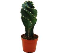 Cereus jamacaru "Spiralis" - Cactus spiralé en miniature - en pot de 6,5cm