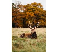 Cerf couché dans Le pré - Puzzle en Papier de 2000 pièces - Super Family Game 70X100CM