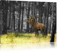 Cerf dans la forêt noir / blanc Taille: 60x40 sur toile, XXL énormes Photos complètement encadrée avec civière, impression d'art sur murale avec cadre, moins cher que la peinture ou la peinture à l'huile, pas une affiche ou une bannière,