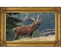Cerf qui brame Poster amour du pays