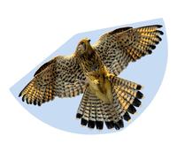 Paul Günther 1230 - Cerf-Volant pour Enfants avec Motif de Faucon, cerf-Volant à Une Corde en Film PE Robuste avec Balance de cerf-Volant réglable, Taille env. 92 x 62 cm