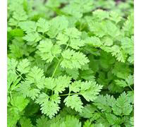 Cerfeuil Commun - Anthriscus cerefolium - 2000 Graines