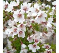 Cerisier à fleurs fendues - Prunus incisa 'Kojou-No-Mai' - 30-40 cm en conteneur