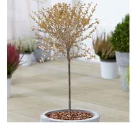 Cerisier à fleurs nain du Japon | Arbres d'ornement nains Fuji en pot pour petits jardins