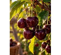 Cerisier doux gros fruits