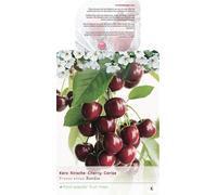 Cerisier doux 'Kordia' 100-120 cm | Prunus avium | Arbre fruitier Plante de cerisier pour le jardin | Mûrissement tardif & rendement élevé