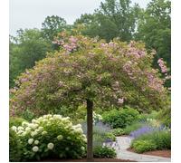 Cerisier du Japon Accolade, Cerisier à fleurs