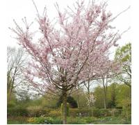 Cerisier du Japon Autumnalis Rosea, Cerisier à fleurs