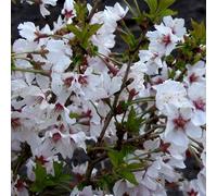 Cerisier du japon - prunus nipponica 'brillant' - 60-80 cm pot