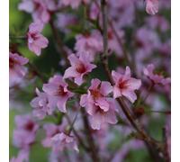 Cerisier du japon - prunus nipponica 'ruby' - 60-80 cm pot