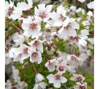 Cerisiers à fleurs - prunus incisa 'kojou-no-mai' - 30-40 cm pot