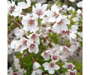 Cerisiers à fleurs - prunus incisa 'kojou-no-mai' - 30-40 cm pot