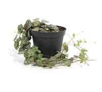 Ceropegia woodii, plante d'intérieur en pot de 8 cm, fleur chandelier, suspendue d'environ 15 cm de long