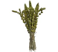 Certifié Biologique Thé De Montagne Grecque Sideritis Raeseri 85g - 1,95kg Qualité Supérieure (85 grammes)