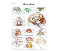 Cerveau Humain, Affiches Et Impressions Sur Toile, Structure Du Corps, Squelette, Art Mural, Système Nerveux, Anatomie, Éducation Médicale 21X30Cm Sans Cadre