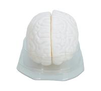 Cerveau humain Modèle anatomique Cerveau Modèles structurels pour démonstration clinique Cerveau d'apprentissage Médecine anatomique Outil d'enseignement Cerveau