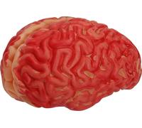 Cerveau sanglant - taille humaine