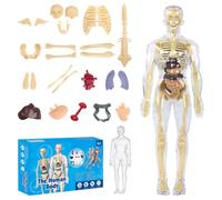 CEWROM Modèle de torse humain 3D pour enfants, modèle de structure du corps humain clair avec squelette et muscles, modèle anatomique, modèle d'enseignement, corps humain, formation préscolaire pour