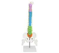 CFTGIW Nouveau Modèle de Colonne à Squelette Humain Flexible de Couleur Vif Colorée avec Pelvis Fémur 45cm
