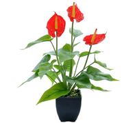 CGTQROVR Calla Lily Fleurs artificielles, Latex réaliste Faux Calla Fleurs lys réel Tactile Florale en Pot Plante pour Le Jardin intérieur extérieur décoration de Maison