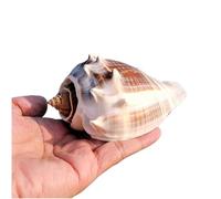 CHAASDEOM Coquille de mer Naturelle. Décoration de Mariage 1 pièce Grand Coquillage Naturel Énorme conque de l'océan Coquillages Parfaits for la décoration de la Maison, Aquarium(9~10cm)