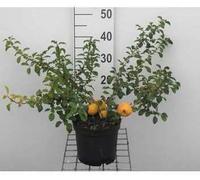 Chaenomeles jap. 'Sargentii' - Faux coing 30- 40 cm Conteneur