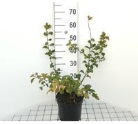 Chaenomeles sup. 'Pink Lady' - Coing d'ornement 'Pink Lady' 30- 40 cm Conteneur