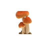Chaks 3 Champignons DÉCO Socle Mousse 12-9.5-17CM Orange