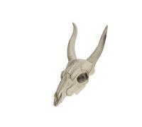 Crâne tête de buffle 14 x 40 cm - Blanc