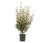 Chalef Compact - Elaeagnus Ebbingei Compacta 80cm en Pot - Plante En Pot - Floraison Automne Couleur Des Fleurs - Hauteur 80 cm