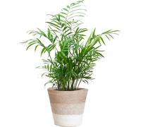 Chamadorea Elegans avec panier Lisbonne blanc - 55cm - Ø17
